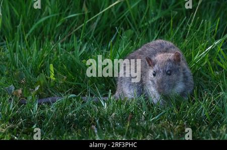 Ratten sind verschiedene mittelgroße Langschwanznagetiere. Rattenarten werden in der gesamten Ordnung Rodentia gefunden Stockfoto