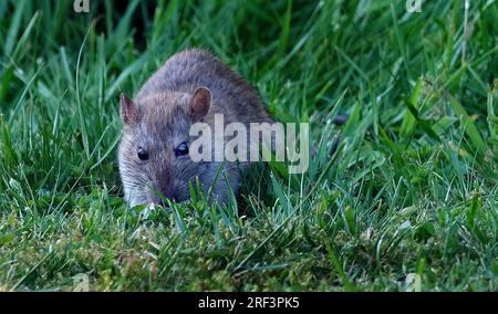 Ratten sind verschiedene mittelgroße Langschwanznagetiere. Rattenarten werden in der gesamten Ordnung Rodentia gefunden Stockfoto