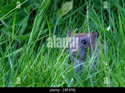 Ratten sind verschiedene mittelgroße Langschwanznagetiere. Rattenarten werden in der gesamten Ordnung Rodentia gefunden Stockfoto