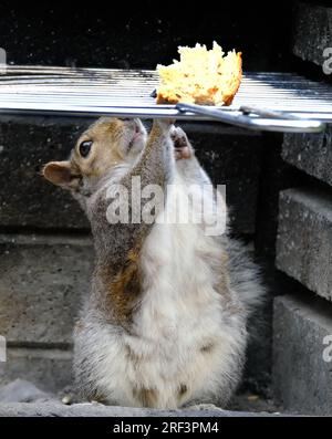 Das östliche graue Eichhörnchen, auch bekannt, vor allem außerhalb Nordamerikas, ist einfach das graue Eichhörnchen, ein Baumhörnchen der Gattung Sciurus Stockfoto