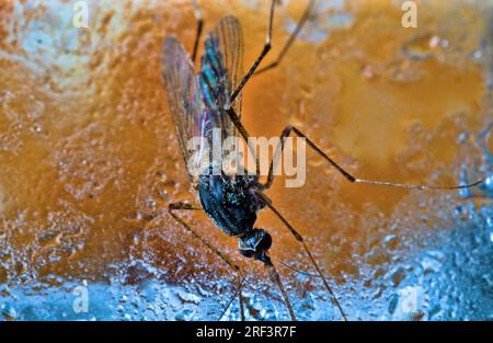 Eine Mücke auf dem beschlagenen Fensterglas. . Makro-extrem-Schliessungsinsekt Stockfoto