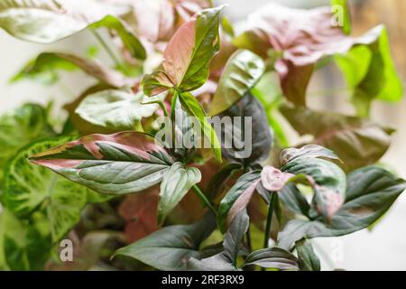 Syngonium Podophyllum Mix mit Rotherz, Pink Splash und Weißer Schmetterling. Wunderschöne Pflanzen mit rosafarbenen Blättern Variegation Stockfoto