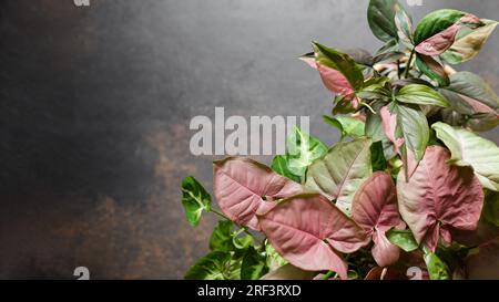 Syngonium Podophyllum Mix mit Red Heart, Pink Splash und White Butterfly Species im dunklen Hintergrund. Wunderschöne Pflanzen mit rosafarbenen Blättern Variegation. C Stockfoto