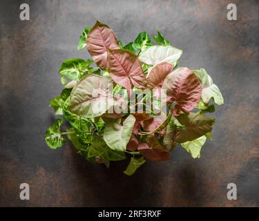 Syngonium Podophyllum Mix mit rosafarbener Anspielung und Weißer Schmetterling. Schöne Pflanzen mit rosafarbenen Pflanzen hinterlassen Variegationen auf braunem Hintergrund Stockfoto