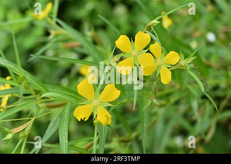 Draufsicht einer gelben Blume einer Weidengräberpflanze (Ludwigia Decurrens), die in der Nähe eines Reisfeldes in Sri Lanka wächst Stockfoto