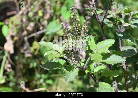 Nahaufnahme eines Zweigs einer Tulsi-Pflanze (Ocimum Tenuiflorum) mit Blütenblüte in einem bewaldeten Gebiet Stockfoto