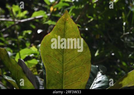 Ein Blick auf die Unterseite eines dunkelgrünen Croton-Blatts in einem Hinterhof Stockfoto