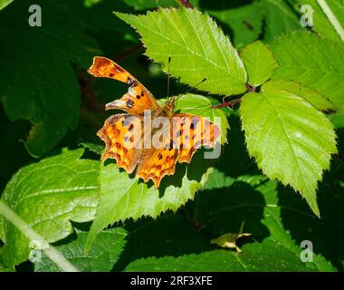 Vogelschlag auf der Vorderkante eines Kommas Polygonia c-Album, das seine Flugfähigkeit nur geringfügig beeinträchtigt - Somerset UK Stockfoto