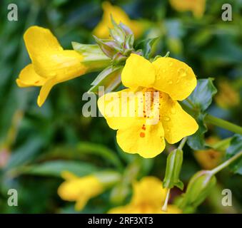 Affenblume Mimulus guttatus wächst in flachem Wasser entlang des Flusses Lathkill im Derbyshire Peak District UK Stockfoto