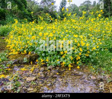 Affenblume Mimulus guttatus wächst in flachem Wasser entlang des Flusses Lathkill im Derbyshire Peak District UK Stockfoto