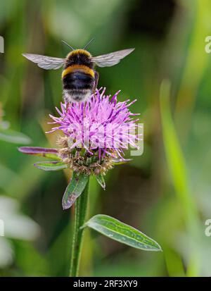 Weißschwanz-Bumblebee startet von einer Black Knapweed-Blume - Somerset UK Stockfoto