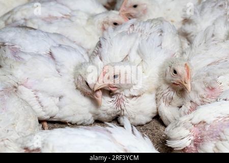 Weissbroilerküken werden aufgezogen, um finanzielle Einkünfte aus dem Verkauf von hochwertigem Geflügelfleisch, einem genetisch verbesserten Broilerküken, zu erzielen Stockfoto