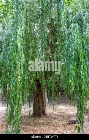 Salix babylonica, weinender Weidenbaum Stockfoto