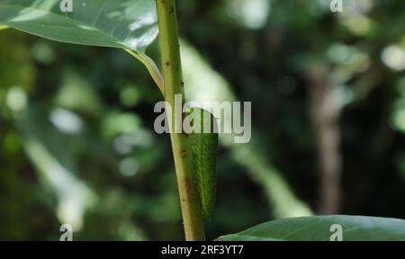 Weichfokus-Seitenansicht einer sich entwickelnden geschwänzten grünen jay-Raupe, die vertikal auf einem Wirtspflanzenstamm gehalten wird Stockfoto