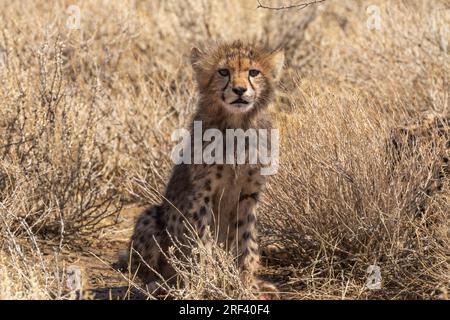 Ein sehr neugieriges junges Cheetah-Junges, das im Kgalagadi Transfrontier-Nationalpark in Südafrika zusieht Stockfoto
