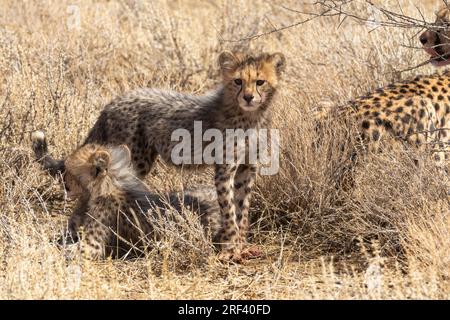 Zwei Gepardenjungen mit ihrer Mutter, die sich ausruhen, nachdem sie im Kgalagadi Transfrontier-Nationalpark, Südafrika, getötet haben Stockfoto