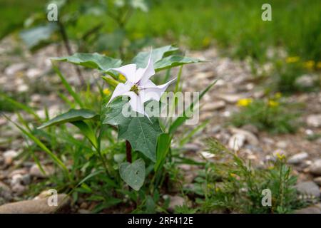 Dornapfel (Datura stramonium) wächst am Rheinufer im Bezirk Rodenkirchen-Weiss, Köln. Gemeiner Stechapfel (Datur Stockfoto