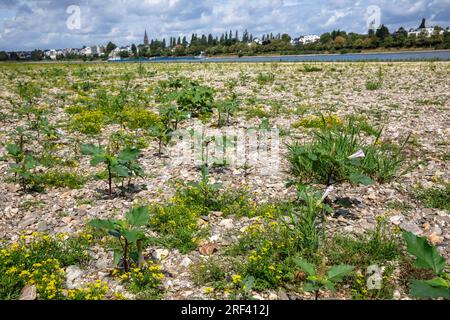 Dornapfel (Datura stramonium) und gelbe Feldkresse (Rorippa syvestris) wachsen an den Ufern des Rheins im Bezirk Rodenkirchen-Wei Stockfoto