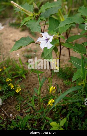 Dornapfel (Datura stramonium) und gelbe Feldkresse (Rorippa syvestris) wachsen an den Ufern des Rheins im Bezirk Rodenkirchen-Wei Stockfoto