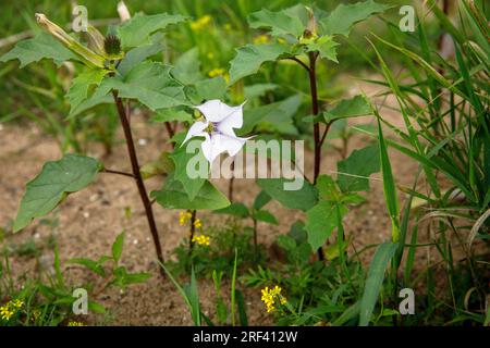 Dornapfel (Datura stramonium) wächst am Rheinufer im Bezirk Rodenkirchen-Weiss, Köln. Gemeiner Stechapfel (Datur Stockfoto