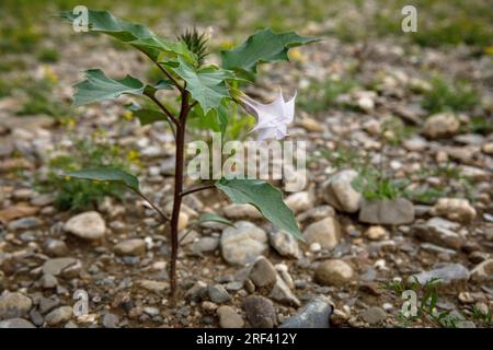 Dornapfel (Datura stramonium) wächst am Rheinufer im Bezirk Rodenkirchen-Weiss, Köln. Gemeiner Stechapfel (Datur Stockfoto