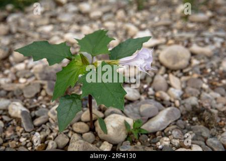 Dornapfel (Datura stramonium) wächst am Rheinufer im Bezirk Rodenkirchen-Weiss, Köln. Gemeiner Stechapfel (Datur Stockfoto