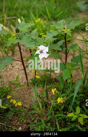 Dornapfel (Datura stramonium) und gelbe Feldkresse (Rorippa syvestris) wachsen an den Ufern des Rheins im Bezirk Rodenkirchen-Wei Stockfoto