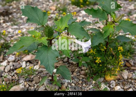 Dornapfel (Datura stramonium) wächst am Rheinufer im Bezirk Rodenkirchen-Weiss, Köln. Gemeiner Stechapfel (Datur Stockfoto