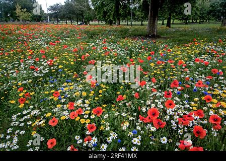 Wildblumen wachsen in Leith Links, Edinburgh, Schottland, Großbritannien. Stockfoto