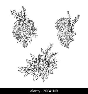 Einfarbige tropische protea-Blumen und Blätter-Bouquets Stock Vektor