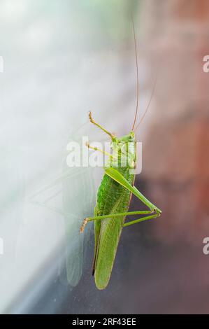 Grüner Grashüpfer, Kricket-Insekten, die durch ein Fenster kriechen, Buschkricket Tettigonia viridissima Stockfoto