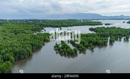 Der Mangrovenwald in der Provinz Aceh, Indonesien, aus der Vogelperspektive Stockfoto