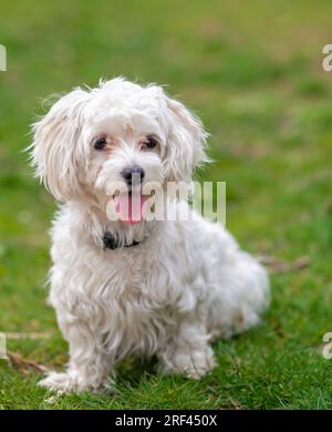 Netter maltesischer Hund, Haustier, weißer Welpe im Garten, verspielt, liebevoll, lebhaft, intelligenter süßer kleiner Hund, ausgezeichnetes pelziges Familienmitglied Stockfoto