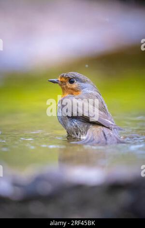 European Robin Erithacus rubecula Bird cleaning in Water Stockfoto