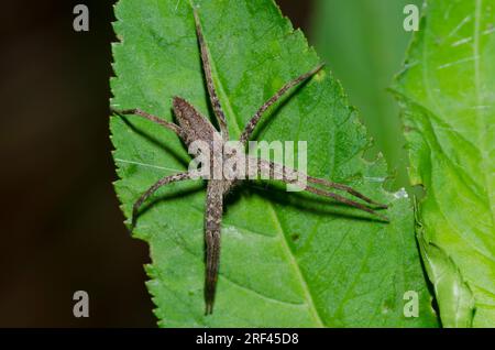 Baumschule Web Spider, Pisaurina Mira Stockfoto