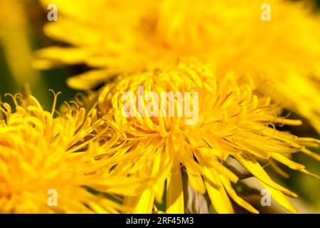 Details gelber frischer Löwenzahn auf dem Feld im Frühling, Löwenzahn Blüten frisch und frisch geblüht, Löwenzahn in freier Wildbahn Stockfoto