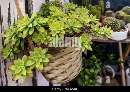 Eine hübsche grüne saftige Pflanze in einem natürlichen Fasertopf Stockfoto