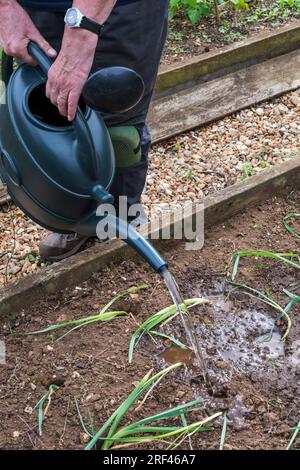 Frau, die in ihrem Gemüsegarten oder in ihrem Gemüsegarten in frisch gepflanztem Lauch, Allium ampeloprasum „Musselburgh“, gießt. Stockfoto