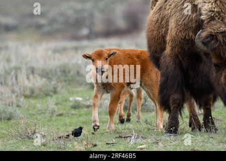 Ein Amboss steht vor einem jungen Bison-Kalb. Stockfoto