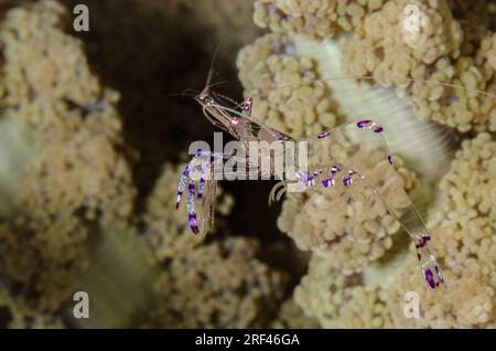 Sarasvati Anemone Shrimp, Periclemenes sarasvati, Palaemonidae, Anilao, Batangas, Philippinen, Philippinisches Meer, Indo-pazifischer Ozean, Asien Stockfoto