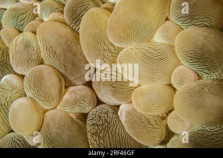 Bubble Coral, Plerogyra sinuosa, Anilao, Philippinen, Asien Stockfoto