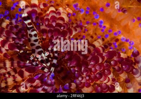 Coleman Shrimp, Periclimenes colemani, Palaemonidae, Aniilao, Philippinen, Asien Stockfoto