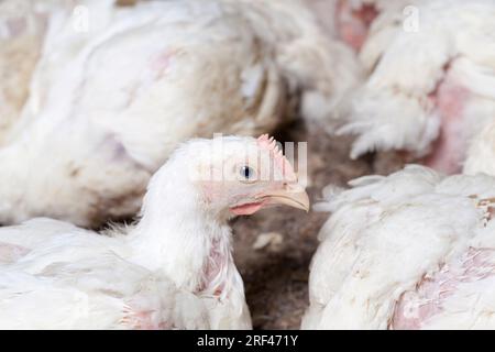 Weissbroilerküken werden aufgezogen, um finanzielle Einkünfte aus dem Verkauf von hochwertigem Geflügelfleisch, einem genetisch verbesserten Broilerküken, zu erzielen Stockfoto