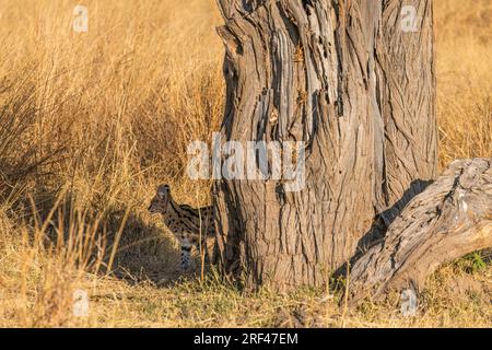 Serval Wildkatze im Savannah des Hwange-Nationalparks, Simbabwe Stockfoto