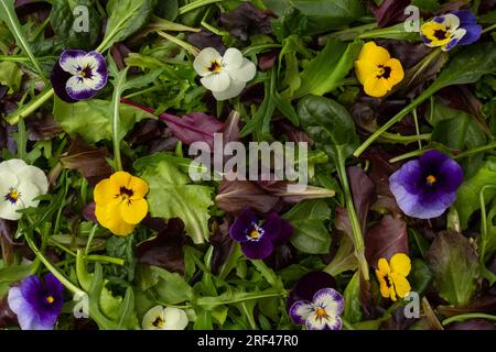 Frische Salatmischung mit essbaren Blumen. Stockfoto