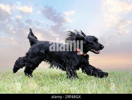 Hundetraining für Gehorsamsdisziplin mit einem Cocker Stockfoto