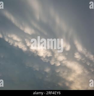 Mammatuswolken an einem Sommerabend, wenn ein Gewitter vorbeizieht. Stockfoto