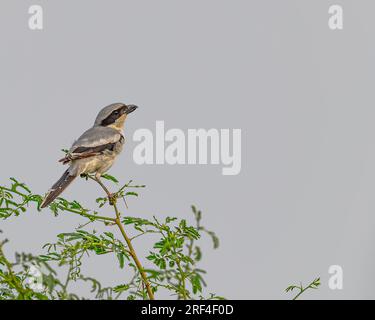 Ein Grey Shrike blickt zurück Stockfoto