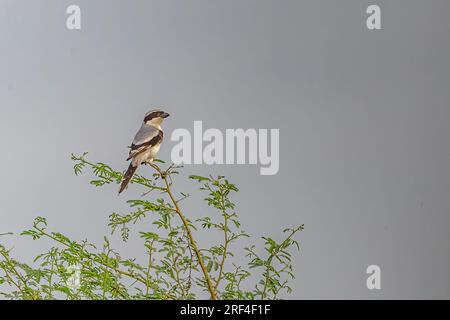Ein Grey Shrike, der oben ruht Stockfoto