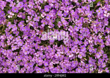 Nahaufnahme einer Gruppe von Aubrieta Deltoidea in einem Garten. Üblich in Gärten und Parks. Schweden. Stockfoto